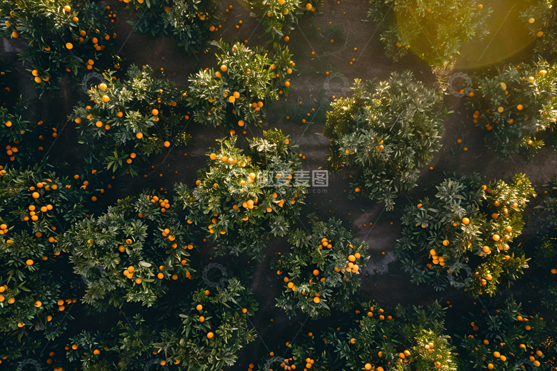 高清大图下载【趣麦麦图】橘子园俯视图