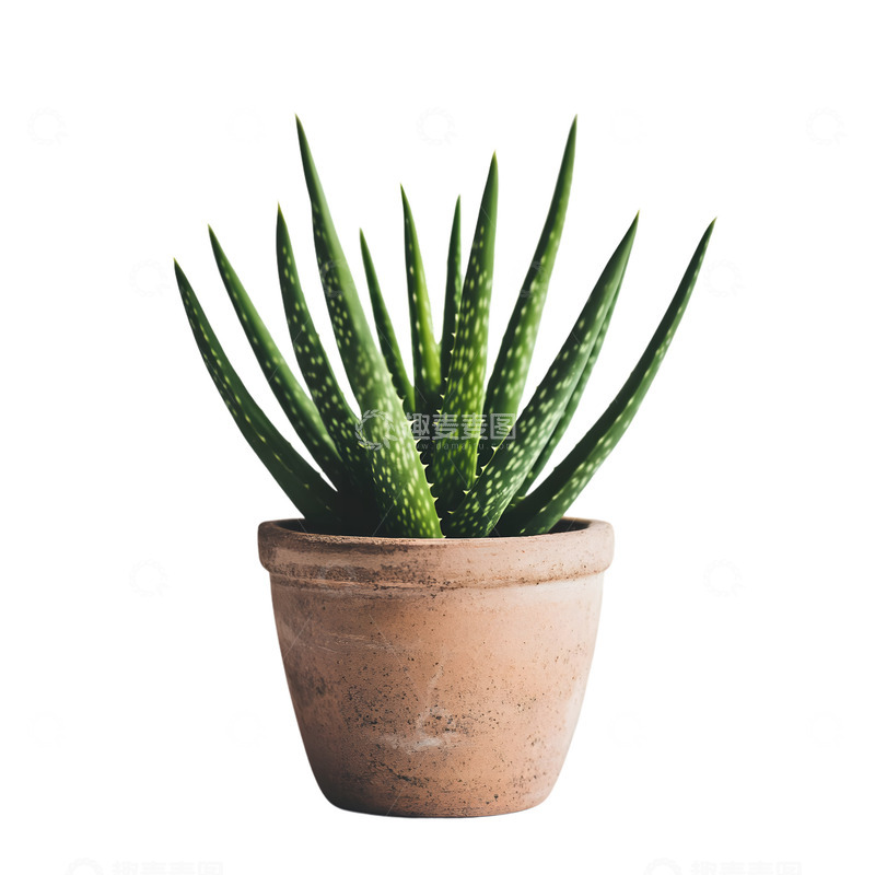高清大图下载【趣麦麦图】芦荟植物盆栽种植