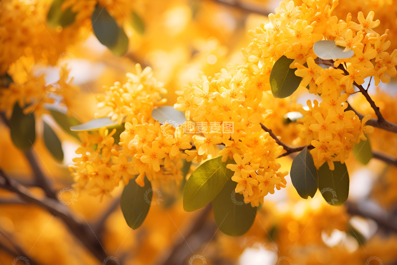 高清大图下载【趣麦麦图】一只盛开的桂花枝