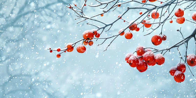 高清大图下载【趣麦麦图】冬日果实大雪场景