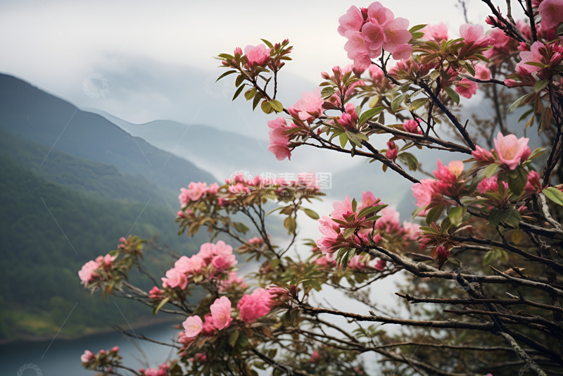 高清大图下载【趣麦麦图】盛开的桃花枝