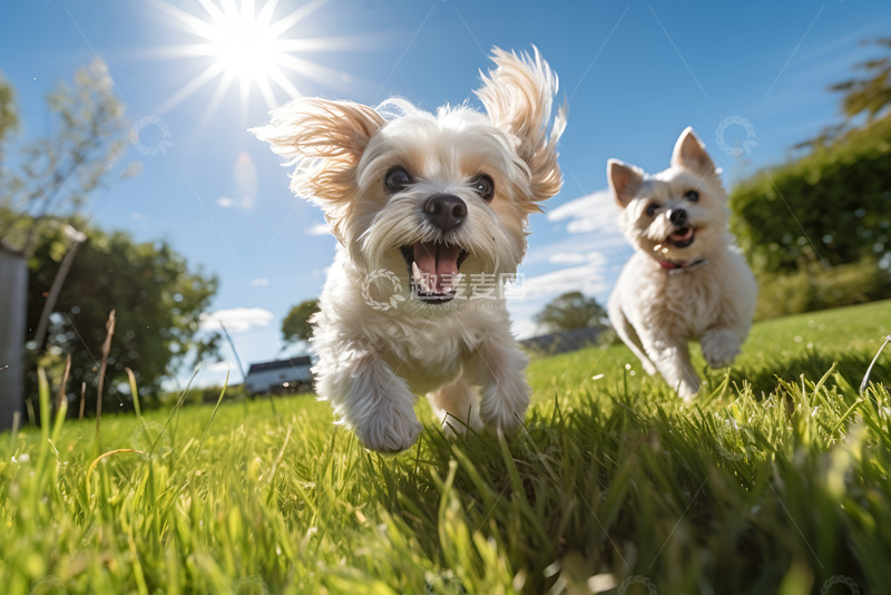 高清大图下载【趣麦麦图】草地上欢快蹦跶的小狗