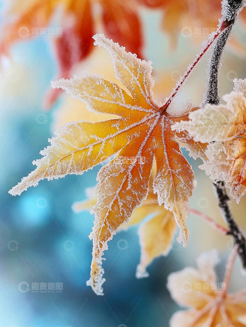 高清大图下载【趣麦麦图】冬天霜冻树叶