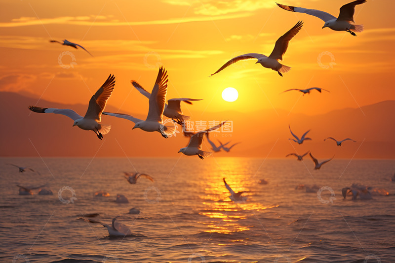 高清大图下载【趣麦麦图】海面上飞翔的海鸥