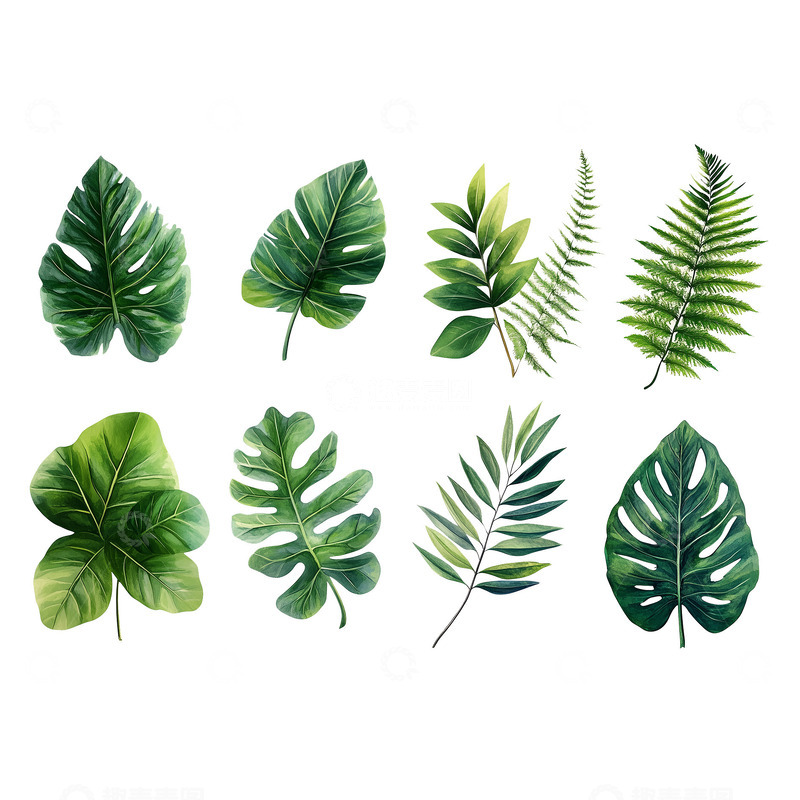 高清大图下载【趣麦麦图】美丽的绿色树叶