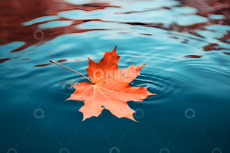高清大图下载【趣麦麦图】湖面上的一片枫叶