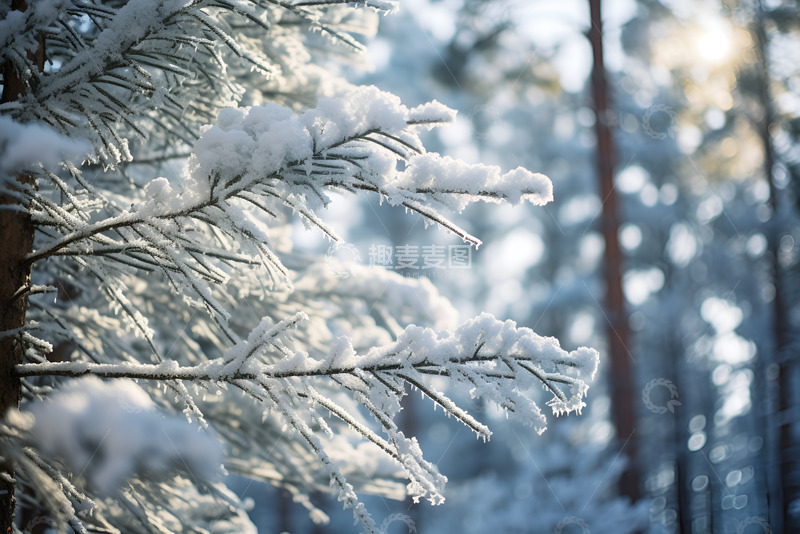 高清大图下载【趣麦麦图】洛满积雪的松树
