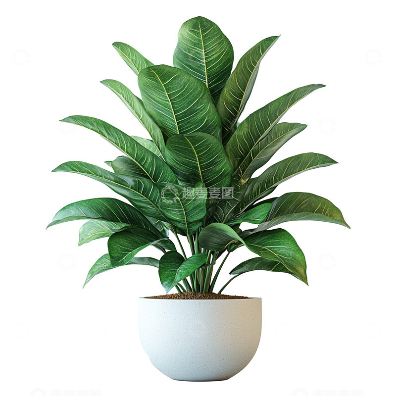 高清大图下载【趣麦麦图】一盆绿植花卉