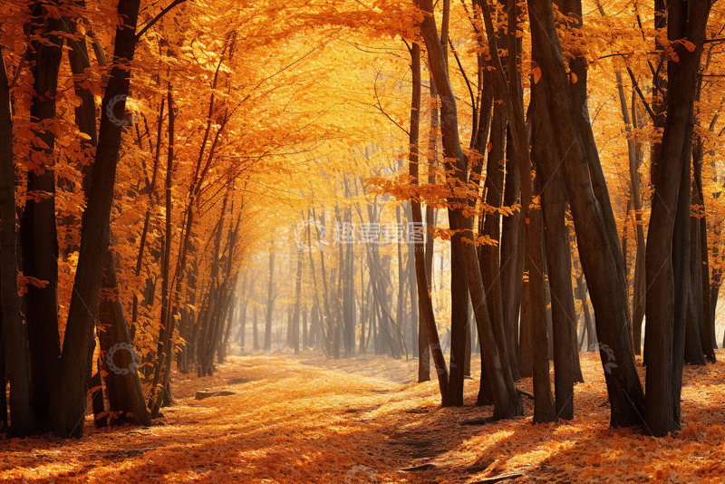 高清大图下载【趣麦麦图】秋季金黄色的树林