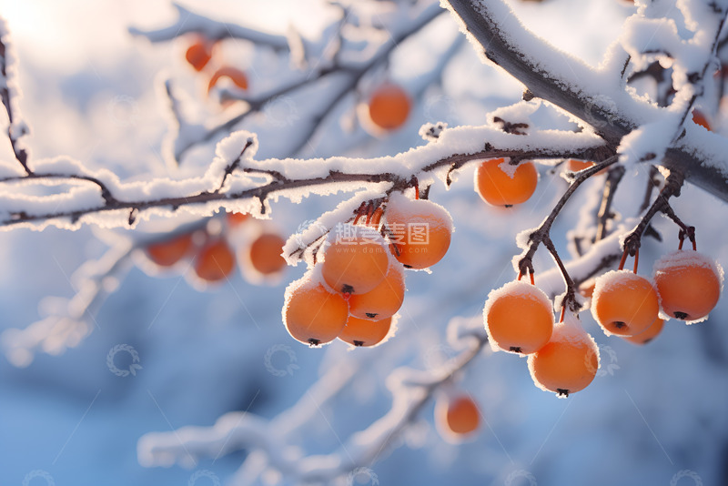 高清大图下载【趣麦麦图】积雪压在柿子枝头