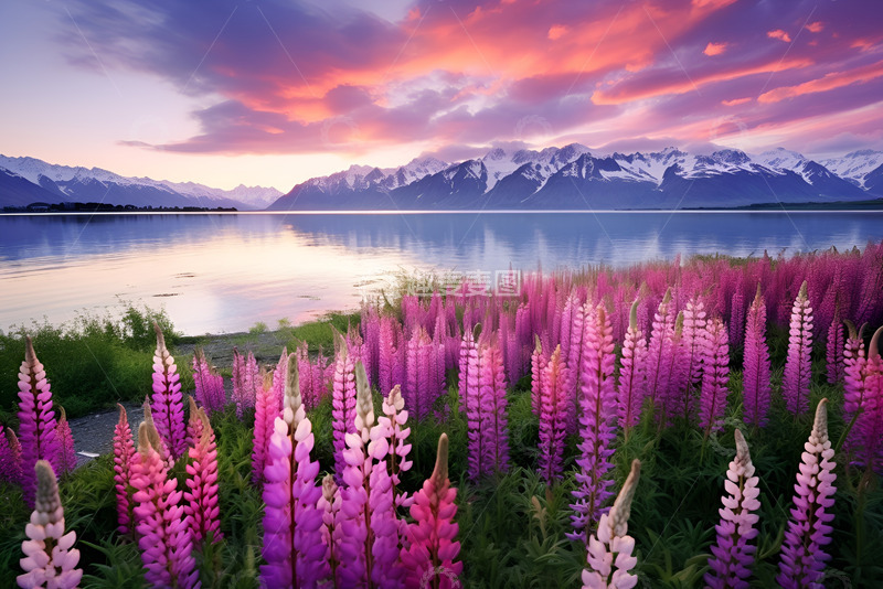 高清大图下载【趣麦麦图】湖泊边的紫红色花海