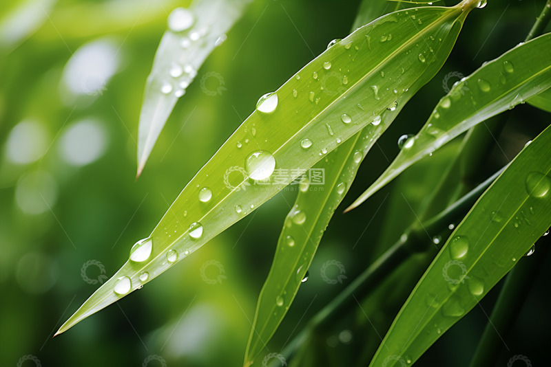 高清大图下载【趣麦麦图】竹叶上的露珠