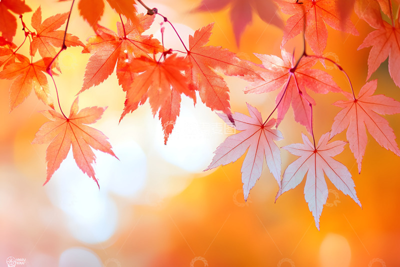高清大图下载【趣麦麦图】秋季红色的枫叶