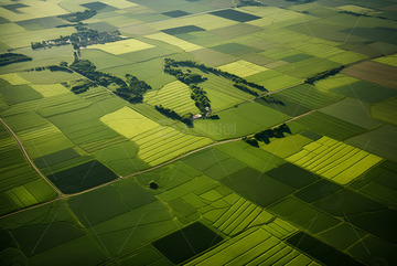 一望无际的绿色麦田