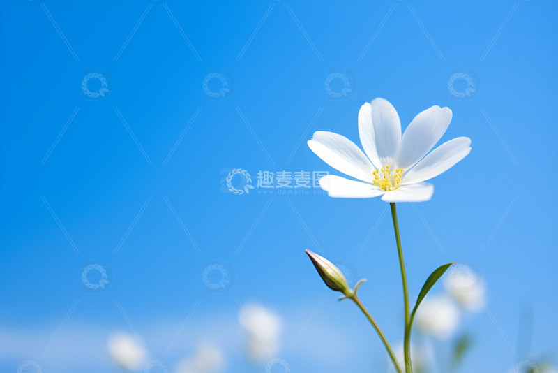 高清大图下载【趣麦麦图】蓝天白云下的小白花