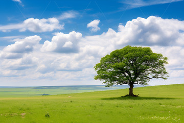 草原上的一颗树