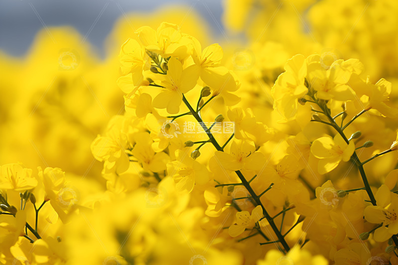 高清大图下载【趣麦麦图】一片油菜花田