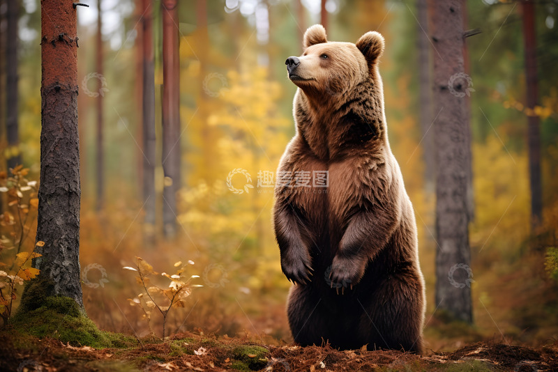 高清大图下载【趣麦麦图】森林里的棕色熊猫