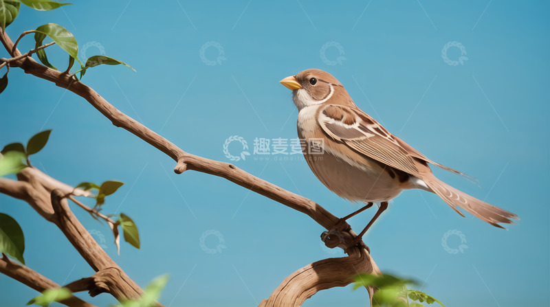 高清大图下载【趣麦麦图】蓝天下的麻雀