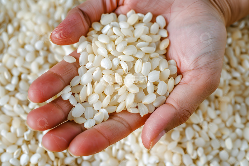 高清大图下载【趣麦麦图】手捧着大米粒