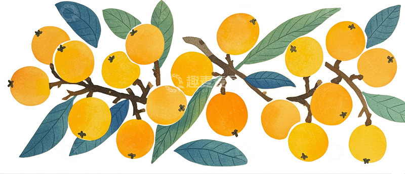 高清大图下载【趣麦麦图】水果枇杷插画元素