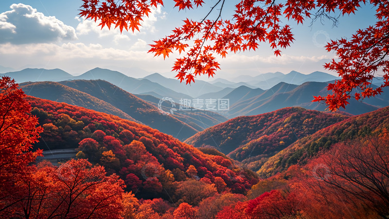 高清大图下载【趣麦麦图】大山里的枫叶