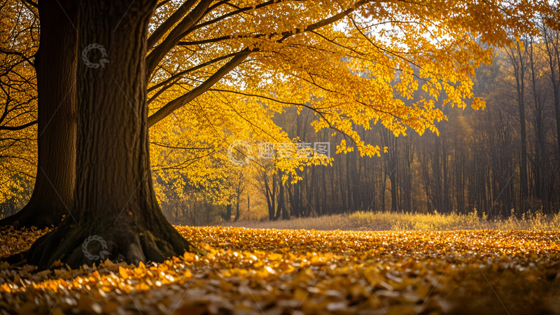 高清大图下载【趣麦麦图】秋天的枫叶落满地