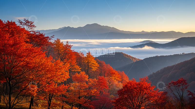高清大图下载【趣麦麦图】满山的枫叶红彤彤的
