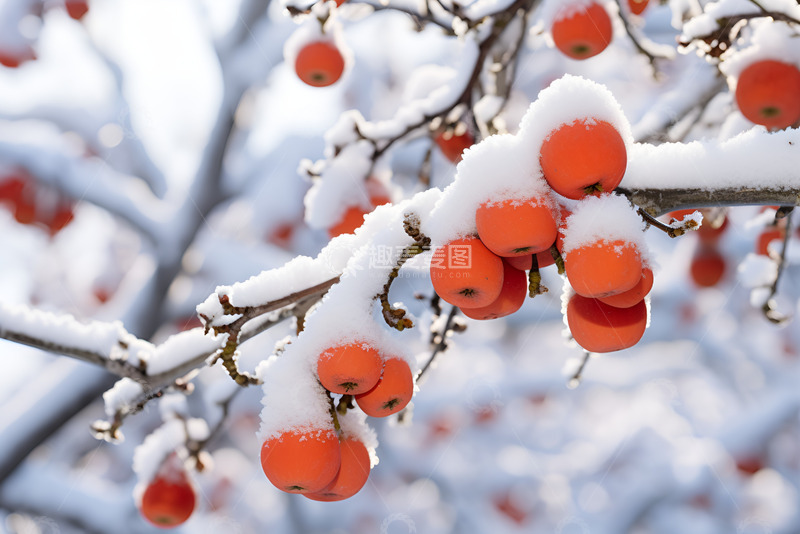 高清大图下载【趣麦麦图】积雪压柿子枝头