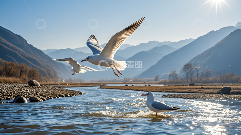 高清大图下载【趣麦麦图】秋季海鸥惊飞起