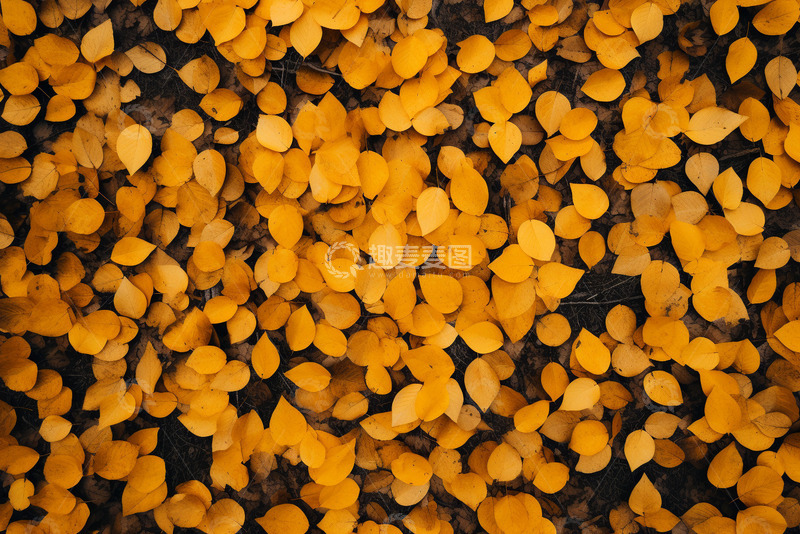 高清大图下载【趣麦麦图】秋季满地面的黄色叶子