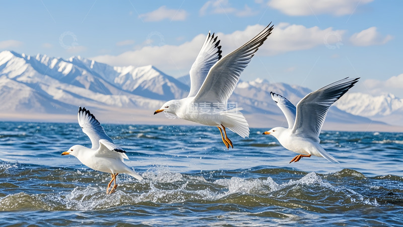高清大图下载【趣麦麦图】海岸雪山惊飞起