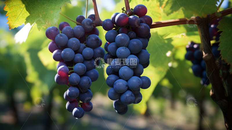高清大图下载【趣麦麦图】结在树上的葡萄