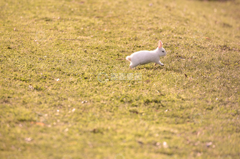 高清大图下载【趣麦麦图】白兔疾驰于淡黄色草地