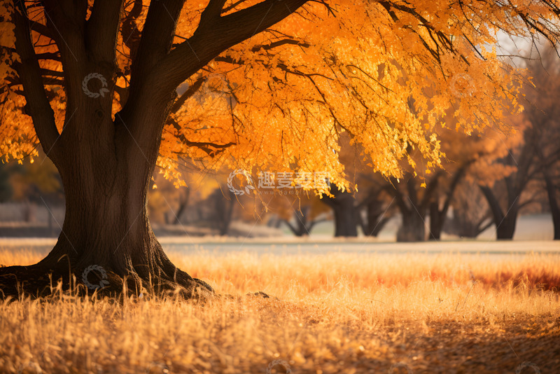 高清大图下载【趣麦麦图】秋季金黄色的大树