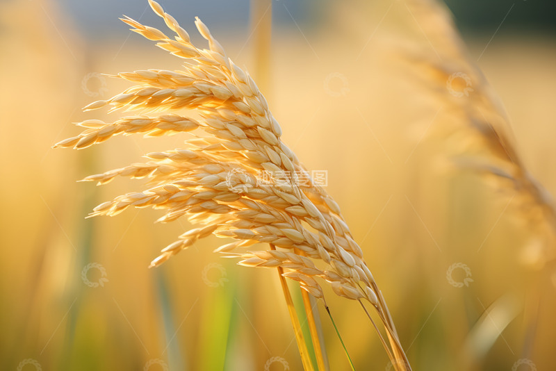 高清大图下载【趣麦麦图】稻田里的稻穗特写