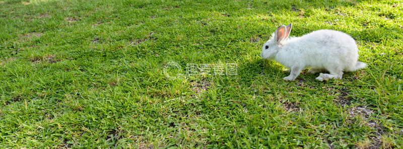 高清大图下载【趣麦麦图】白兔警觉立绿草地