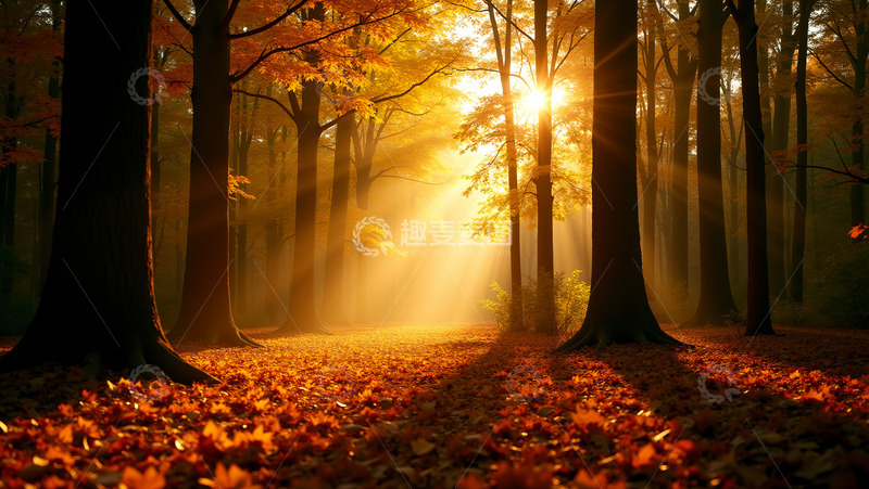 高清大图下载【趣麦麦图】秋季红叶落地