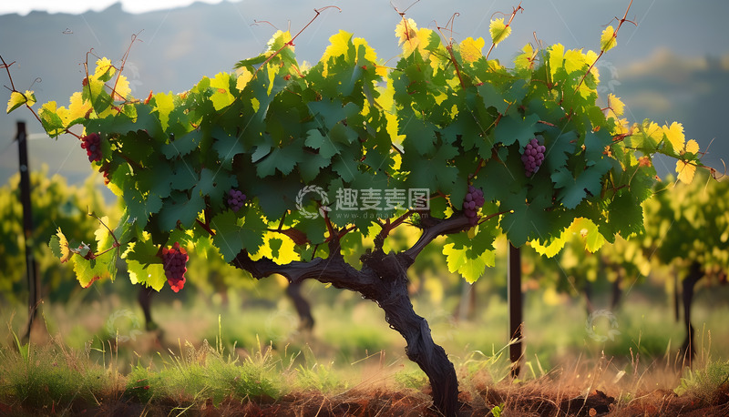 高清大图下载【趣麦麦图】葡萄树葡萄园