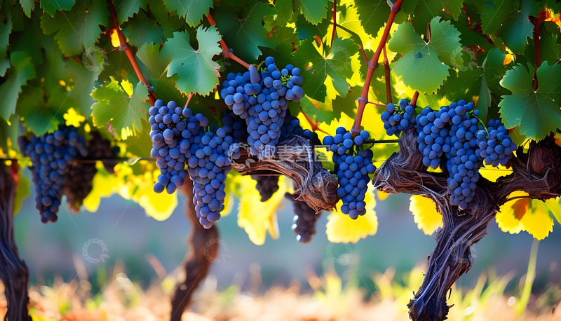 高清大图下载【趣麦麦图】紫色葡萄叶子