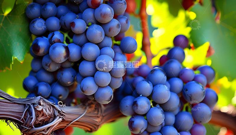高清大图下载【趣麦麦图】紫色的葡萄叶子