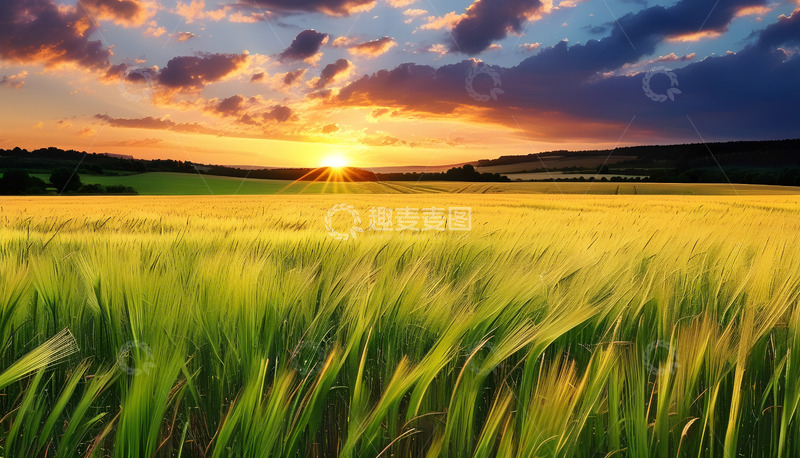 高清大图下载【趣麦麦图】阳光小麦天空