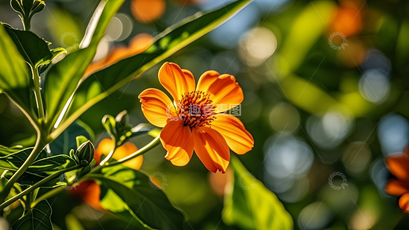 高清大图下载【趣麦麦图】花朵花苞阳光