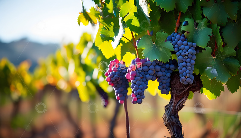 高清大图下载【趣麦麦图】一串串葡萄阳光