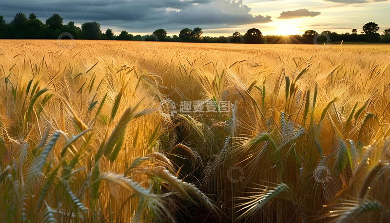 高清大图下载【趣麦麦图】小麦阳光乌云