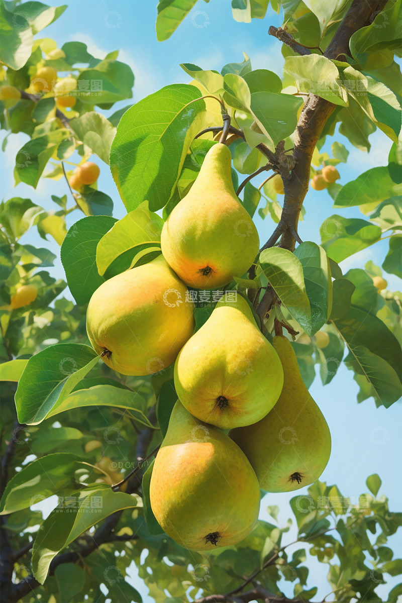 高清大图下载【趣麦麦图】暖阳下的梨子