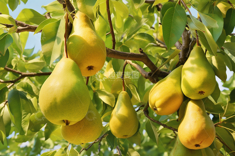 高清大图下载【趣麦麦图】云南高山红雪梨