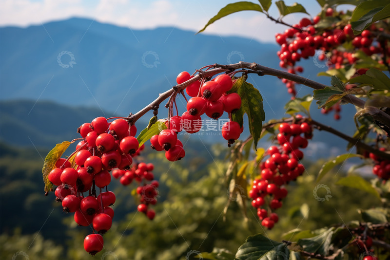 高清大图下载【趣麦麦图】山野间的野果子