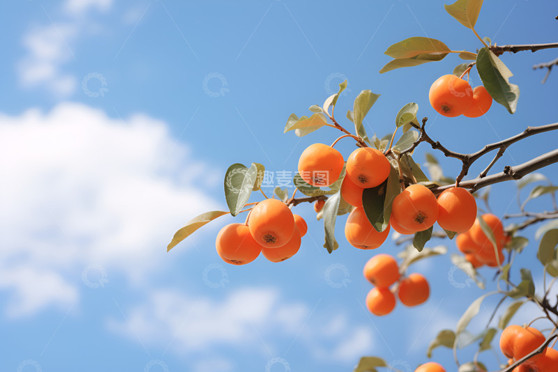 高清大图下载【趣麦麦图】蓝天白云下的柿子树