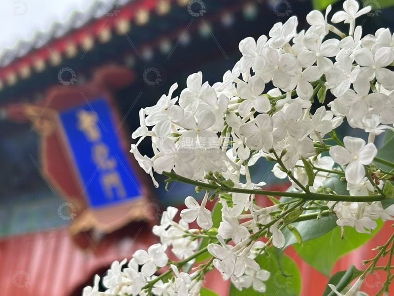 高清大图下载【趣麦麦图】古风古韵梨花